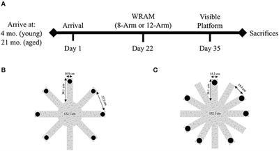 Age Impacts the Burden That Reference Memory Imparts on an Increasing Working Memory Load and Modifies Relationships With Cholinergic Activity